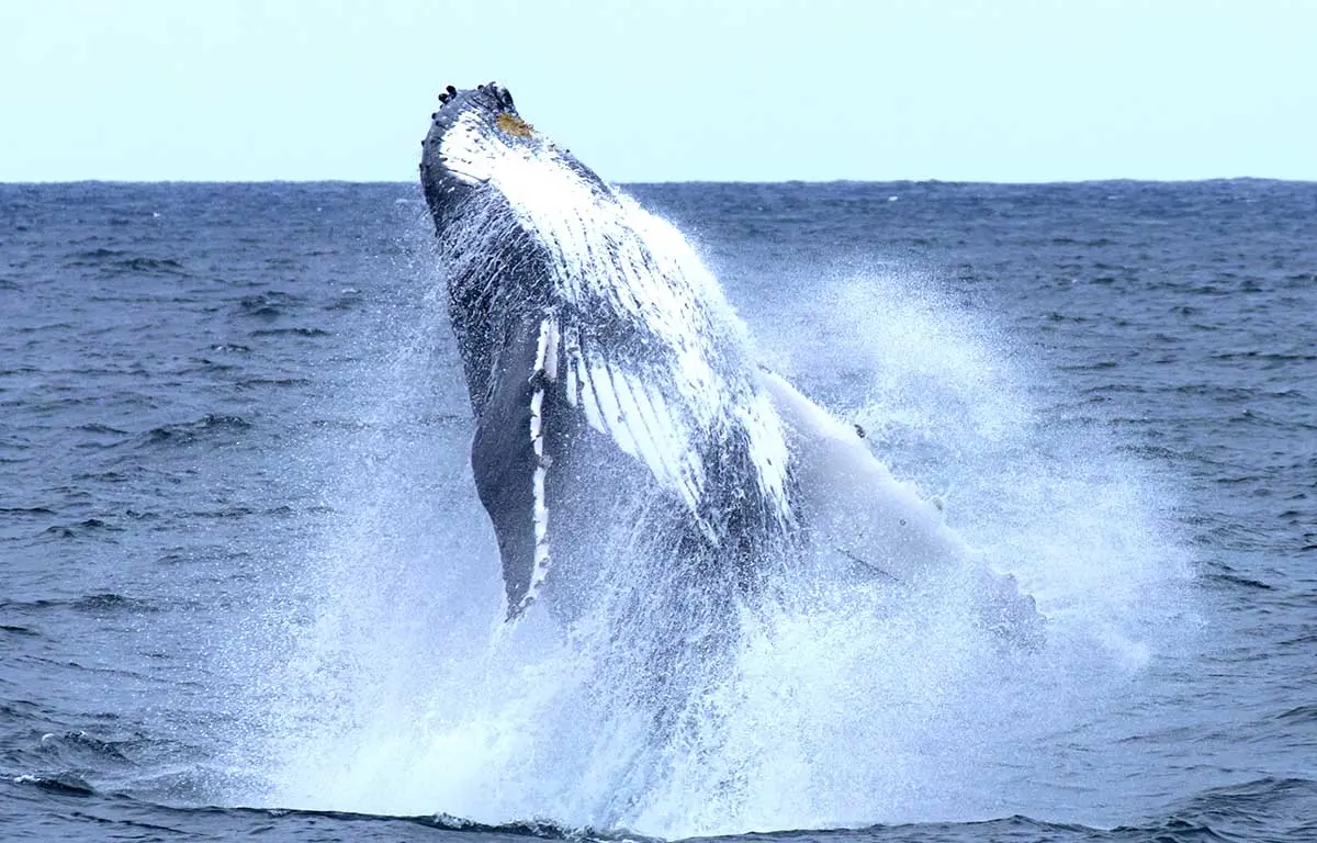 Maalaea Harbor Whale watching wonders: Budget-Friendly tours